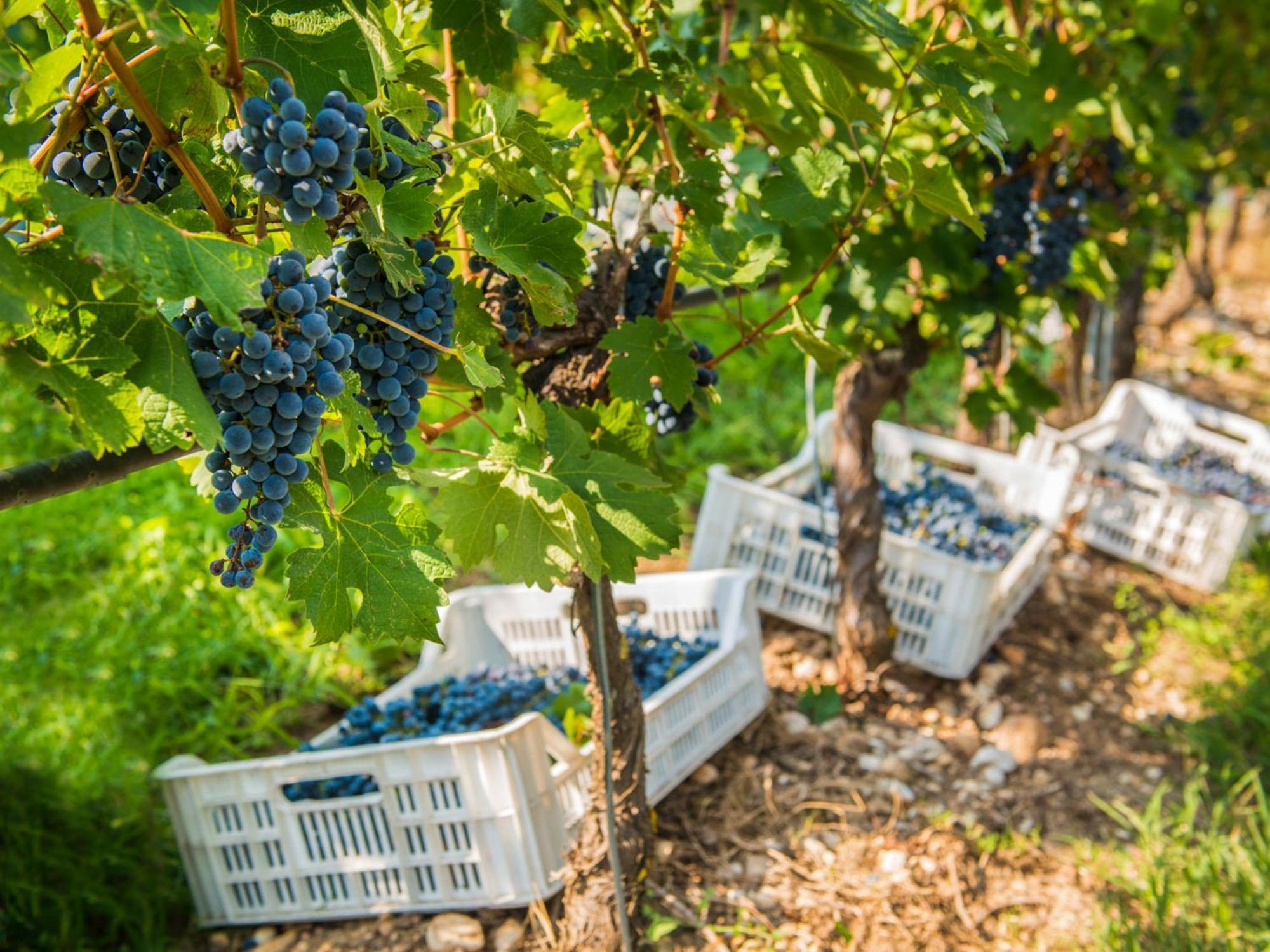 Tenuta La Presa Caprino Veronese Ngoại thất bức ảnh